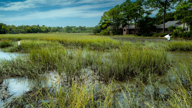 Preserve marsh.
