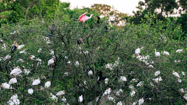 The rookery, 2026.