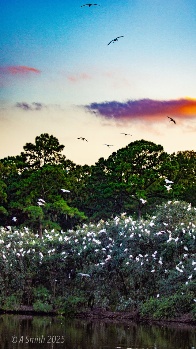 The rookery at sunset.