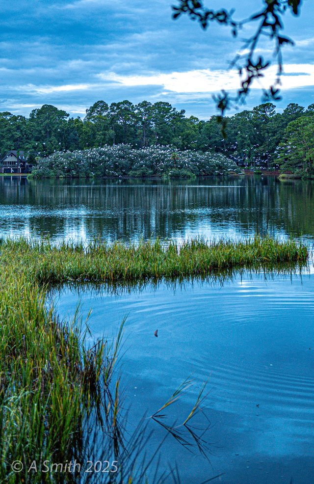The rookery lake.