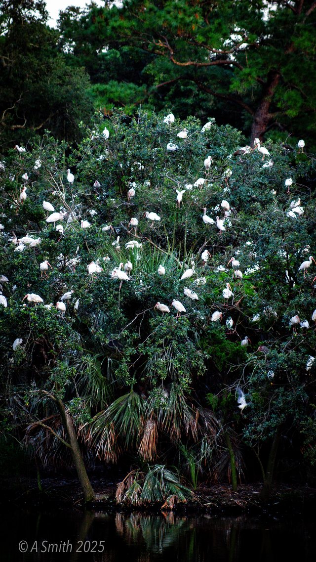 The rookery, portrait.