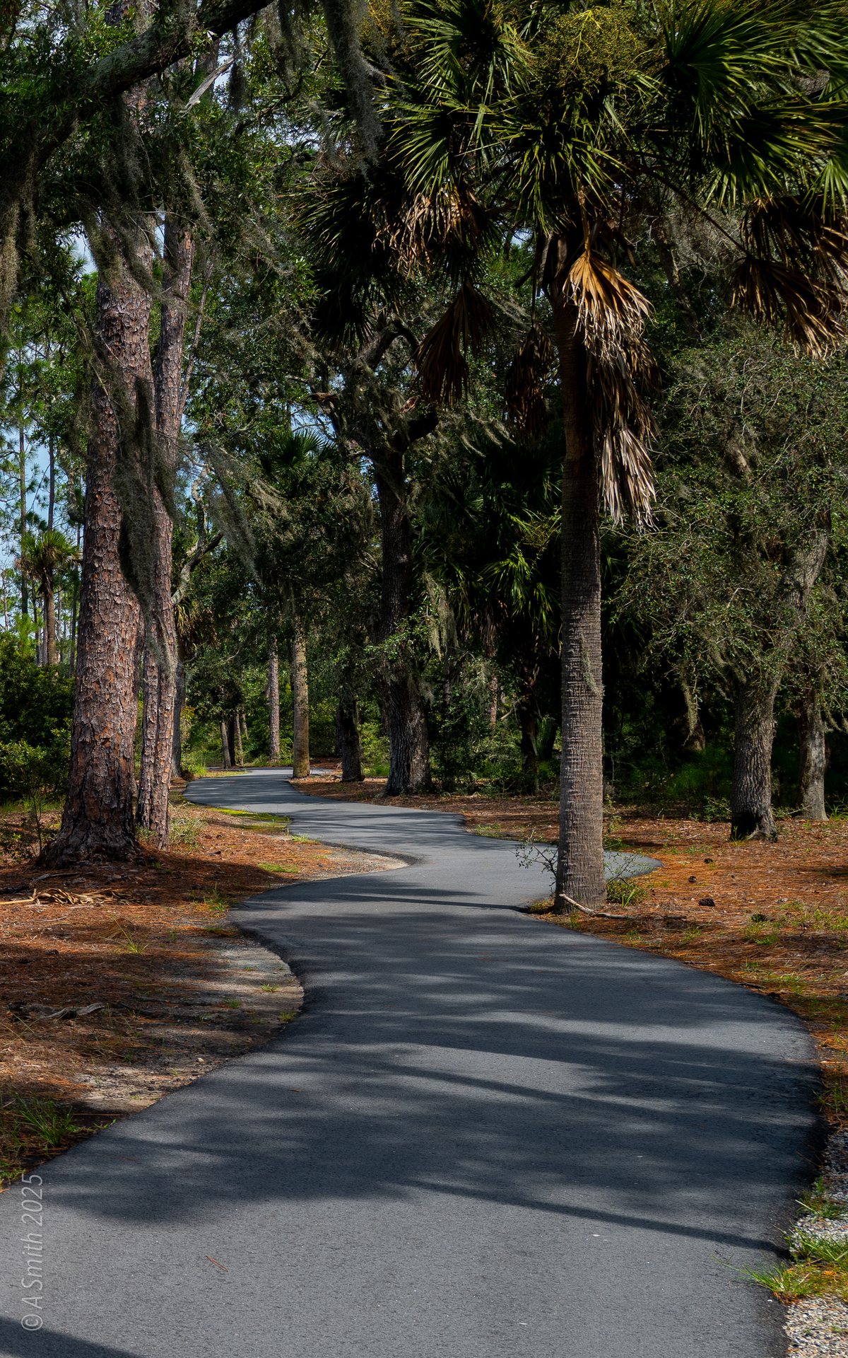 September trail. The paved trail under tall pines.