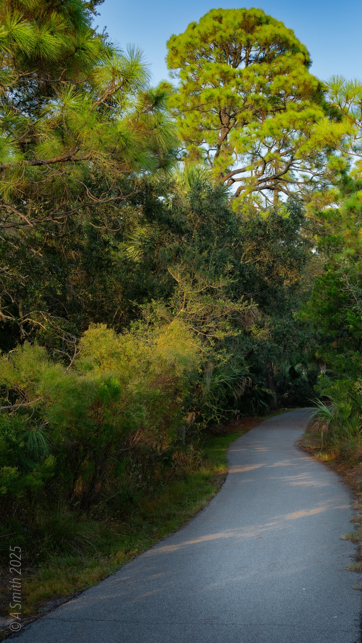 The shaded path. The paved trail bends through deep shade.