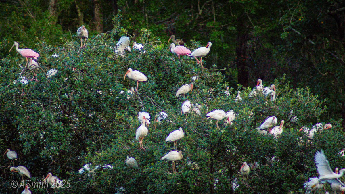 Spoonbills in the rookery. Roseate spoonbills pick through the rookery branches alongside the ibis.