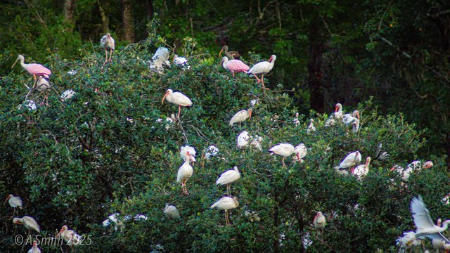 Spoonbills in the rookery.