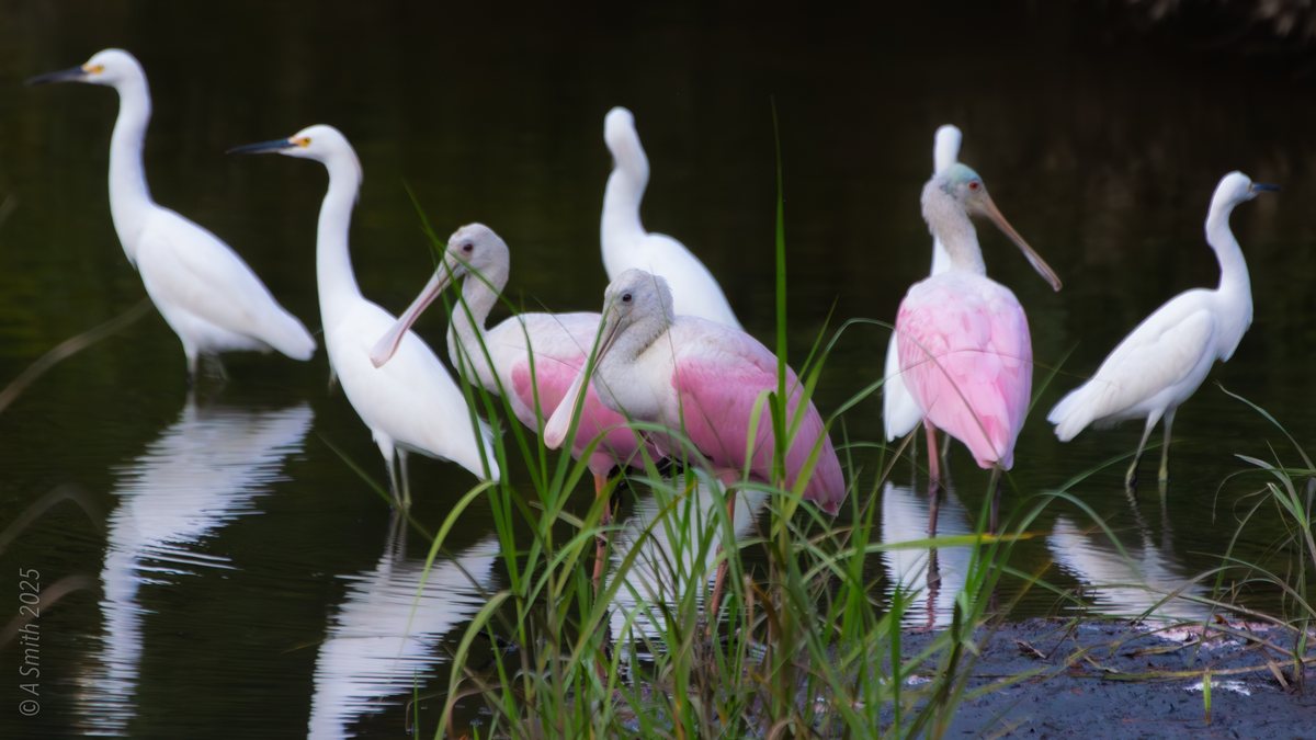 Spoonbills and egrets. Two roseate spoonbills wade with the snowy egrets — the preserve's signature shot.