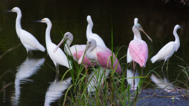 Spoonbills and egrets.