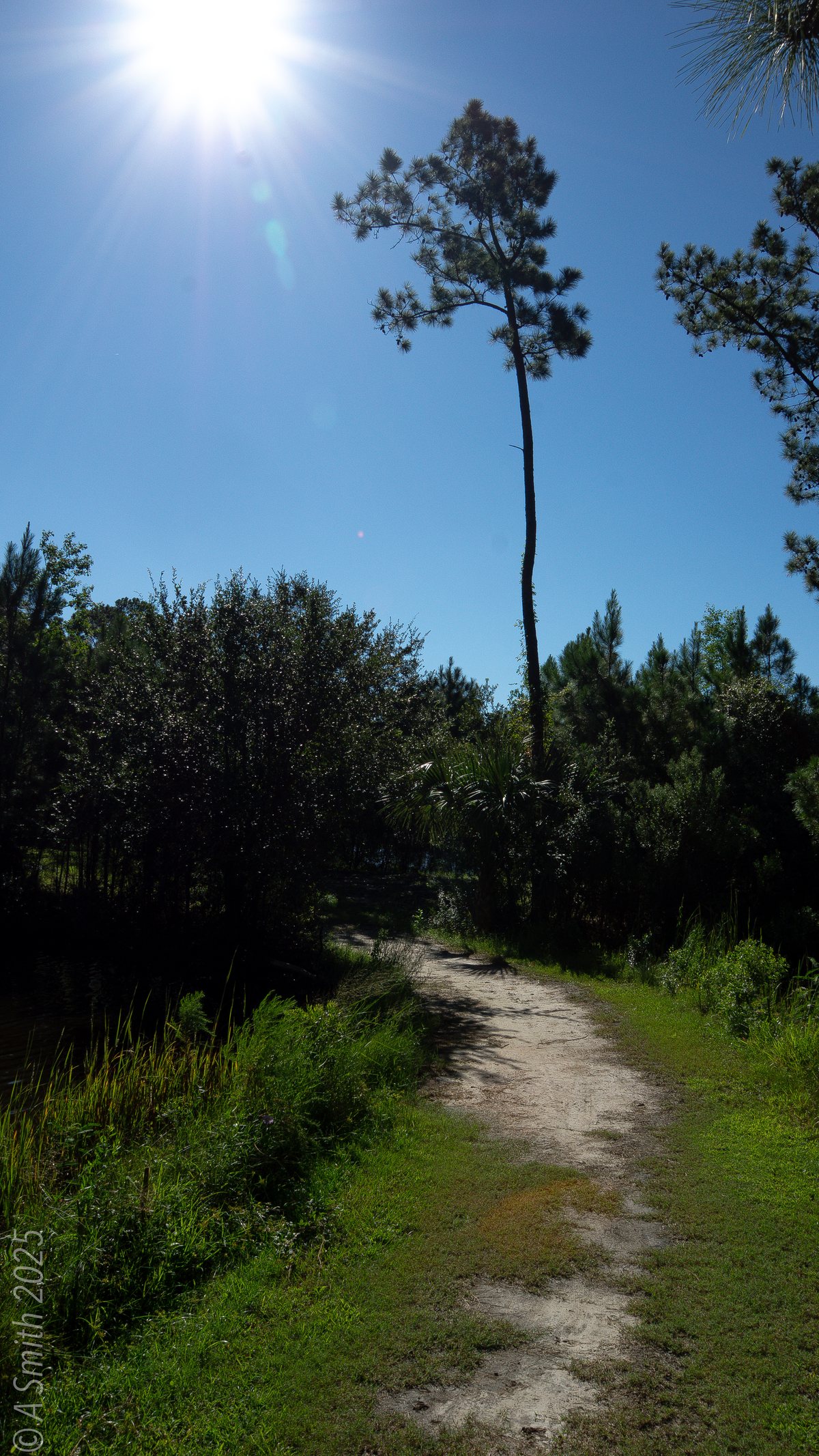 The sunlit trail. Sun blasts the dirt trail under a lone pine.