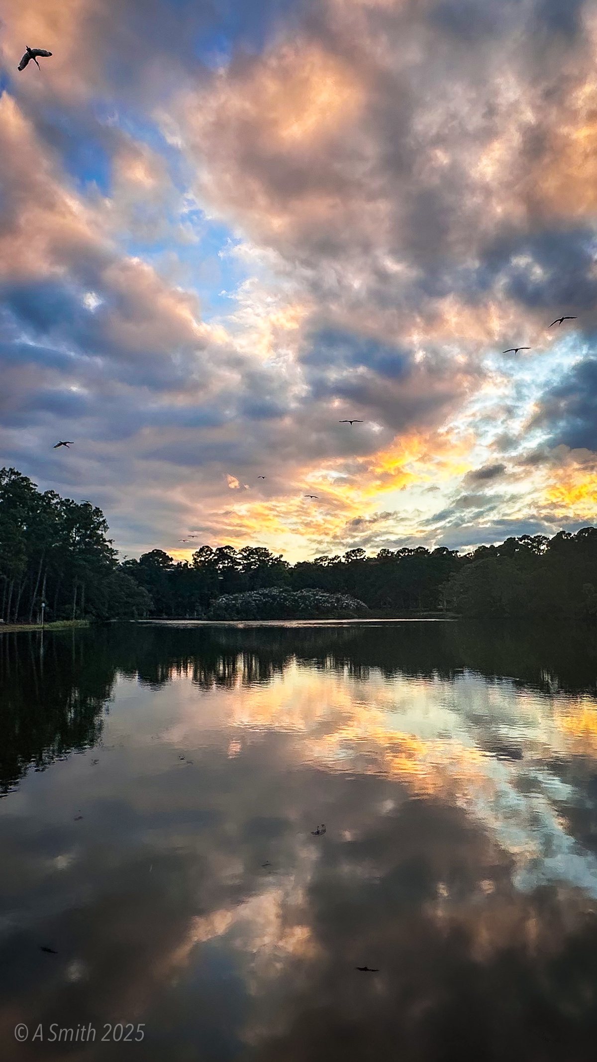 Sunset, with birds. Birds cross a burning sky over the lake.