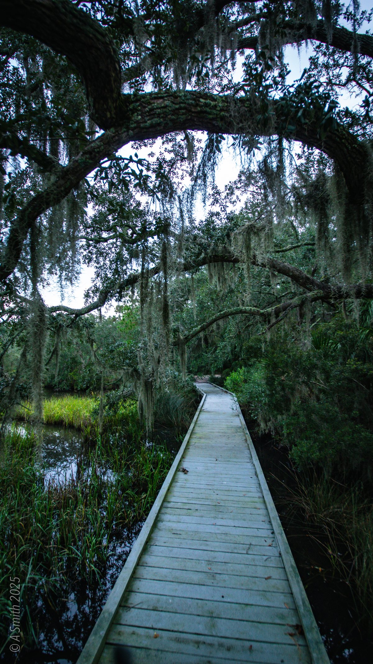 The boardwalk. The boardwalk slips under the live oaks.