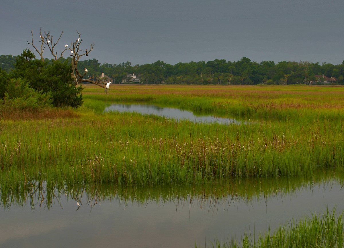 The estuary. Egrets roost in a dead pine over the estuary marsh.