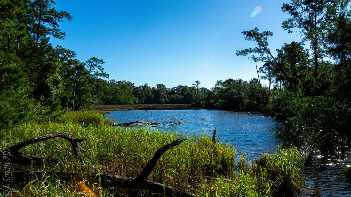 The inlet. Where the creek bends into the preserve lake.
