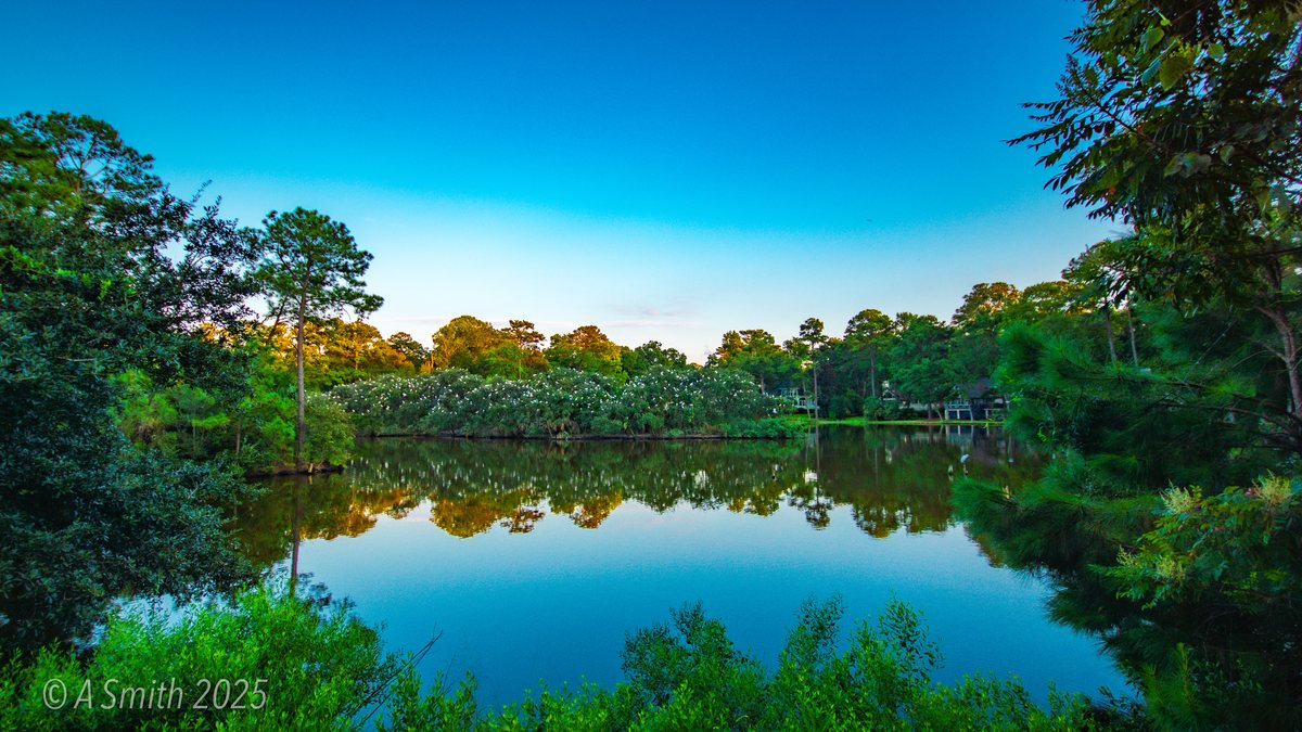 The lake, wide. Evening on the preserve lake, the rookery island mirrored whole.