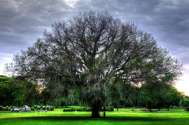 The live oak.