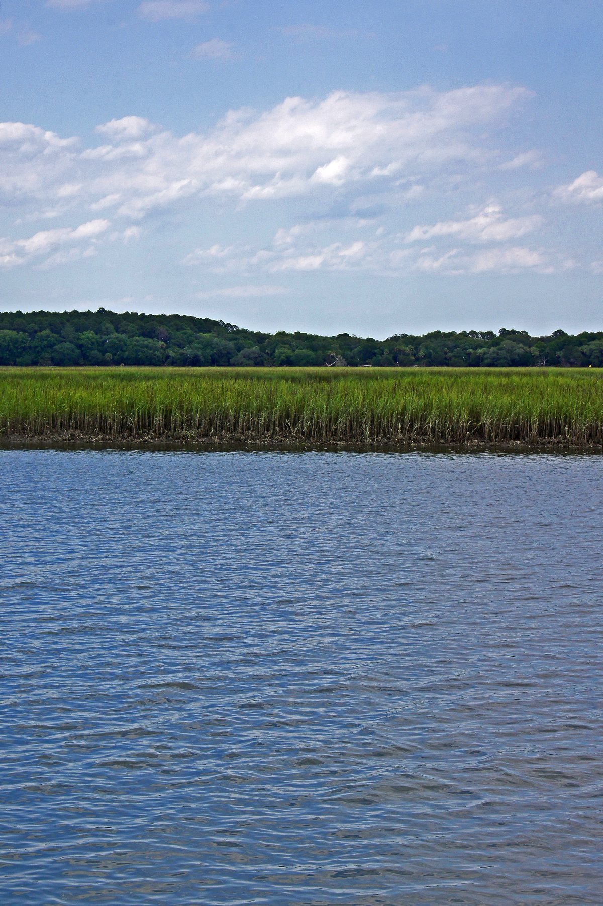 The marsh. Cordgrass and creek water — the preserve's front yard.