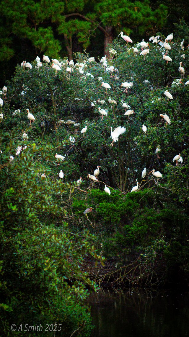The rookery, close.