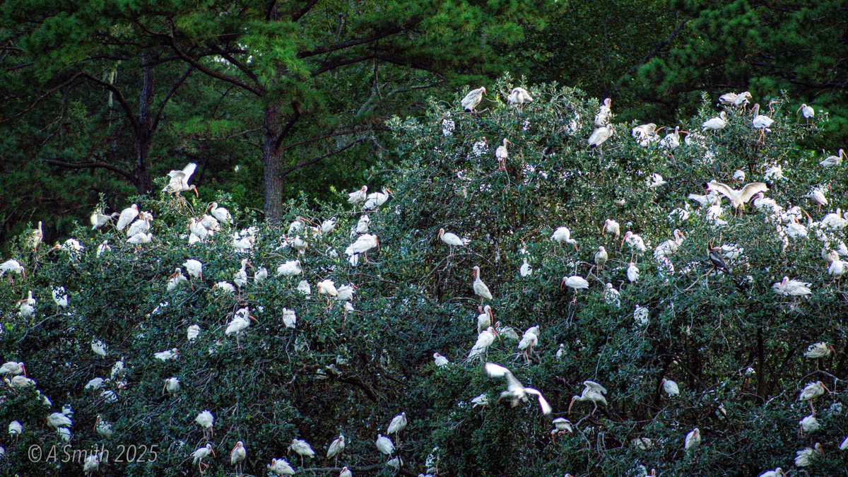 The rookery tree. One tree, every bird — herons, spoonbills, anhingas, night herons and ibis, per the archive's own caption.