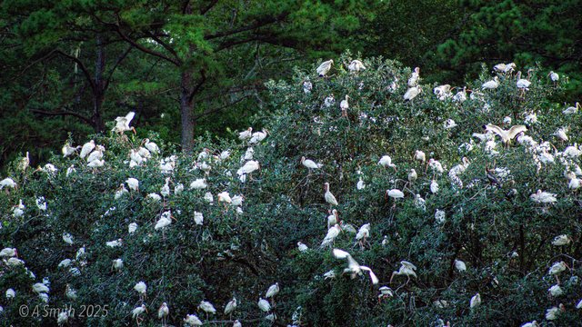 The rookery tree.