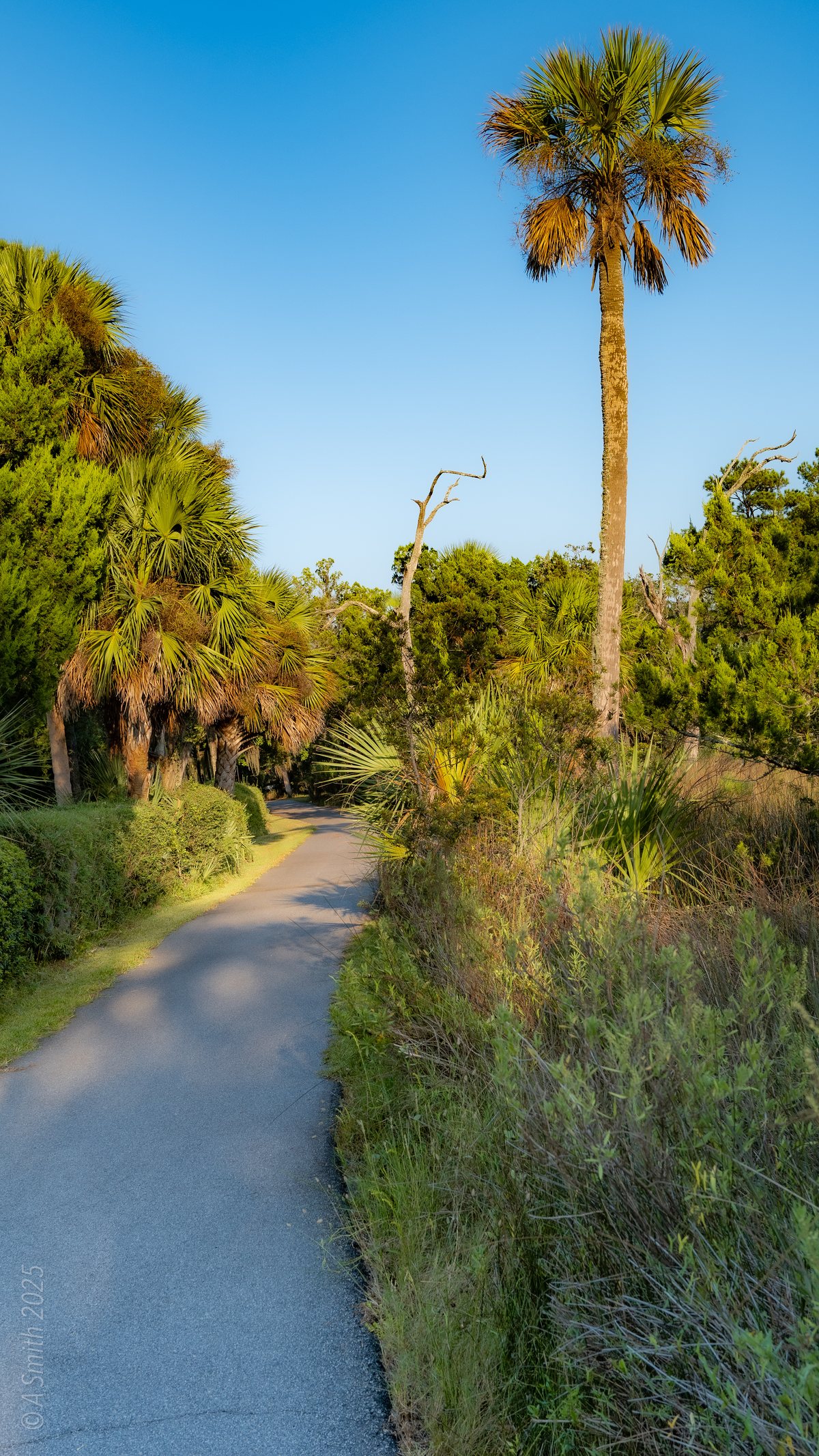 Walking trails. A palmetto stands sentinel over the walking trail.