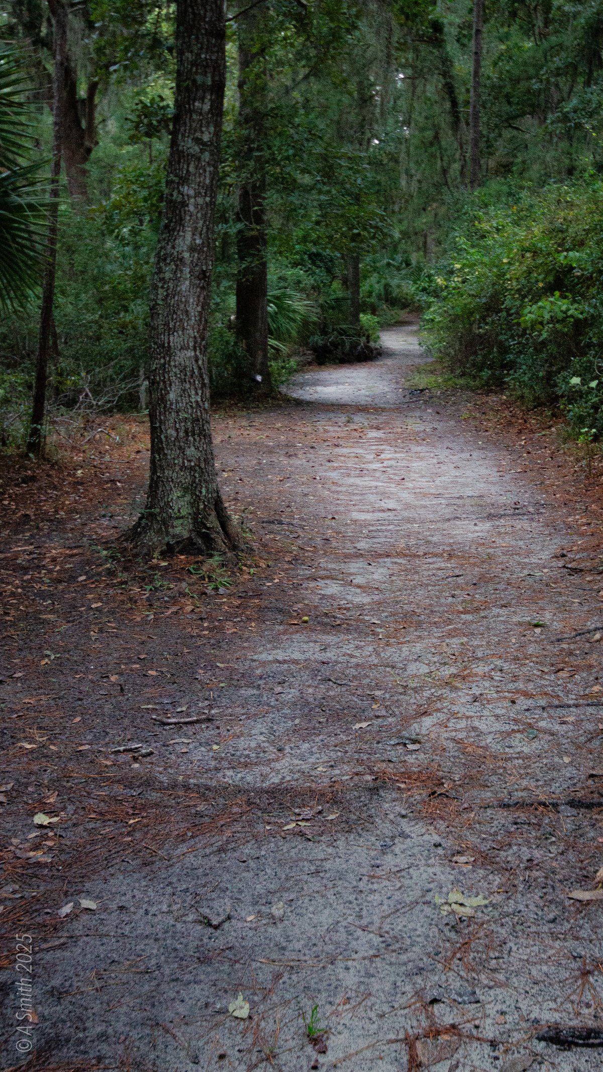 The woods path. A narrow path through dark woods.
