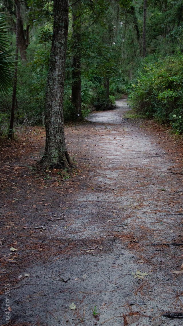 The woods path.