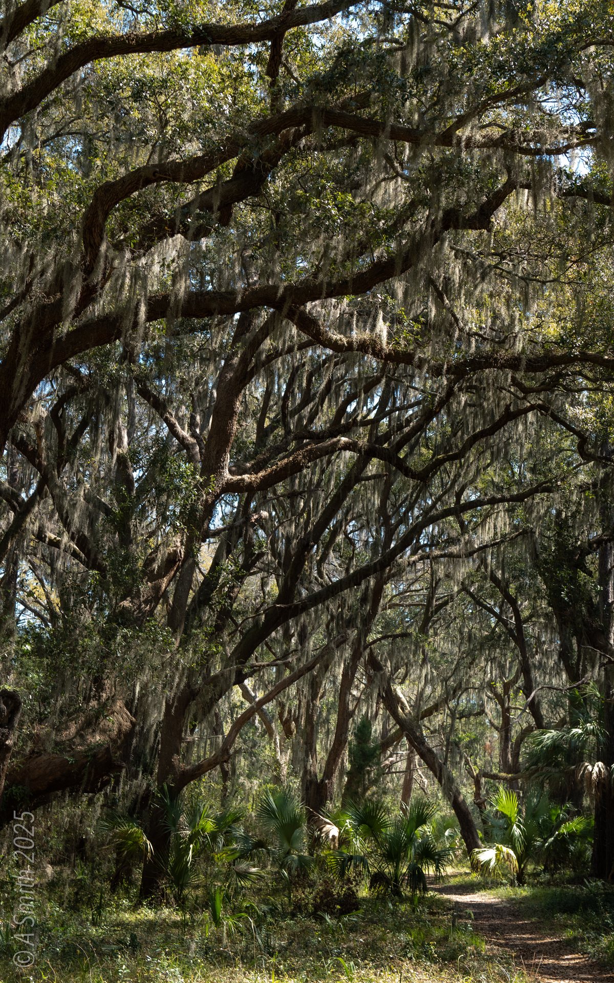 The Nan Lloyd Nature Trail. The trail runs through maritime forest — oaks, palmettos and pine straw underfoot.