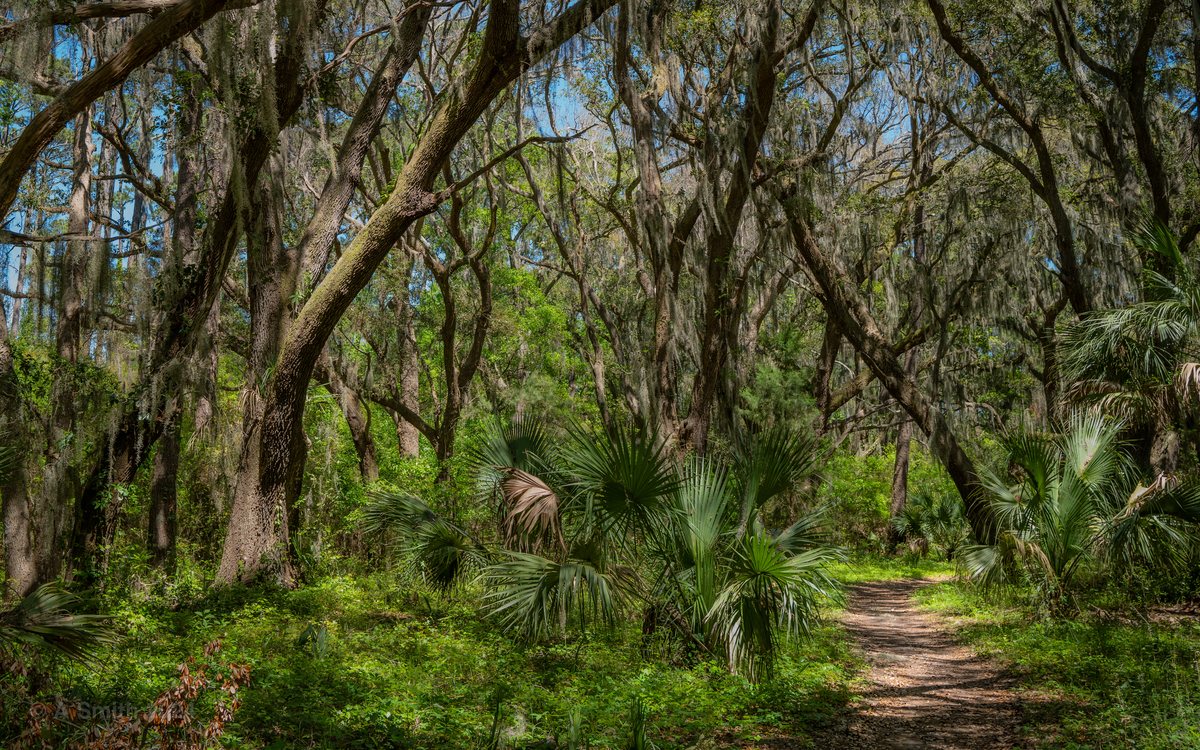 April woods. The wide woods in spring — green from floor to canopy.
