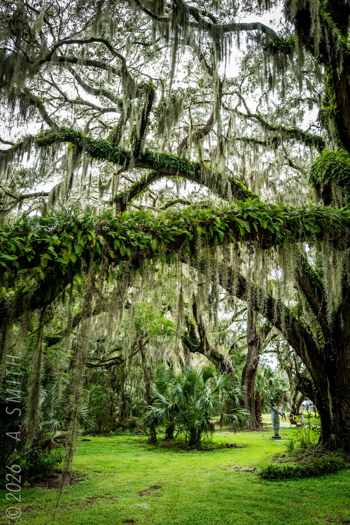 Canopy. Looking up the trunks into the mossy canopy.