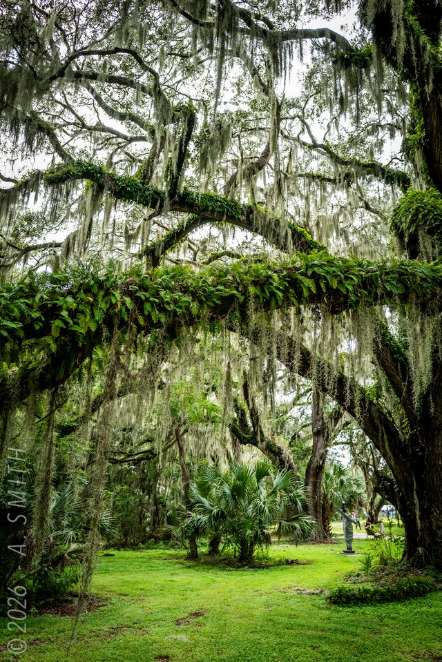 Canopy.