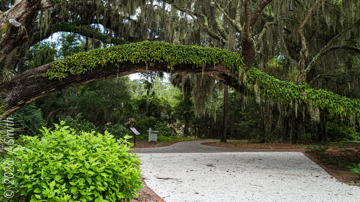 The clearing. A gravel clearing where the trail passes the pavilion grounds.