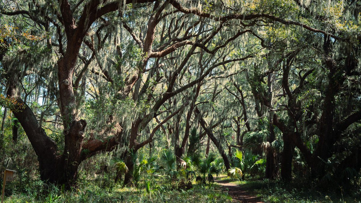 Dark woods. The trail in deep shade, palmettos in the understory.