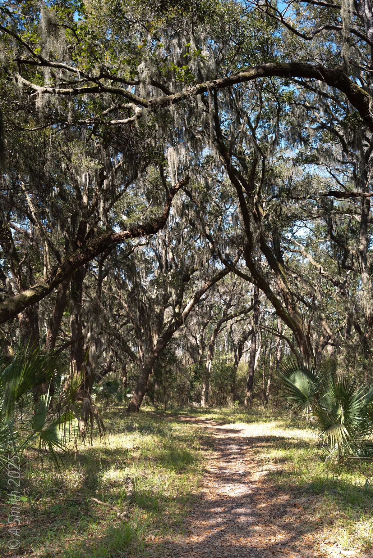 Deep forest. Vertical oaks and filtered light off the main path.