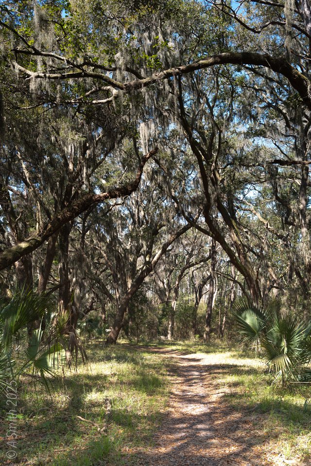 Deep forest.