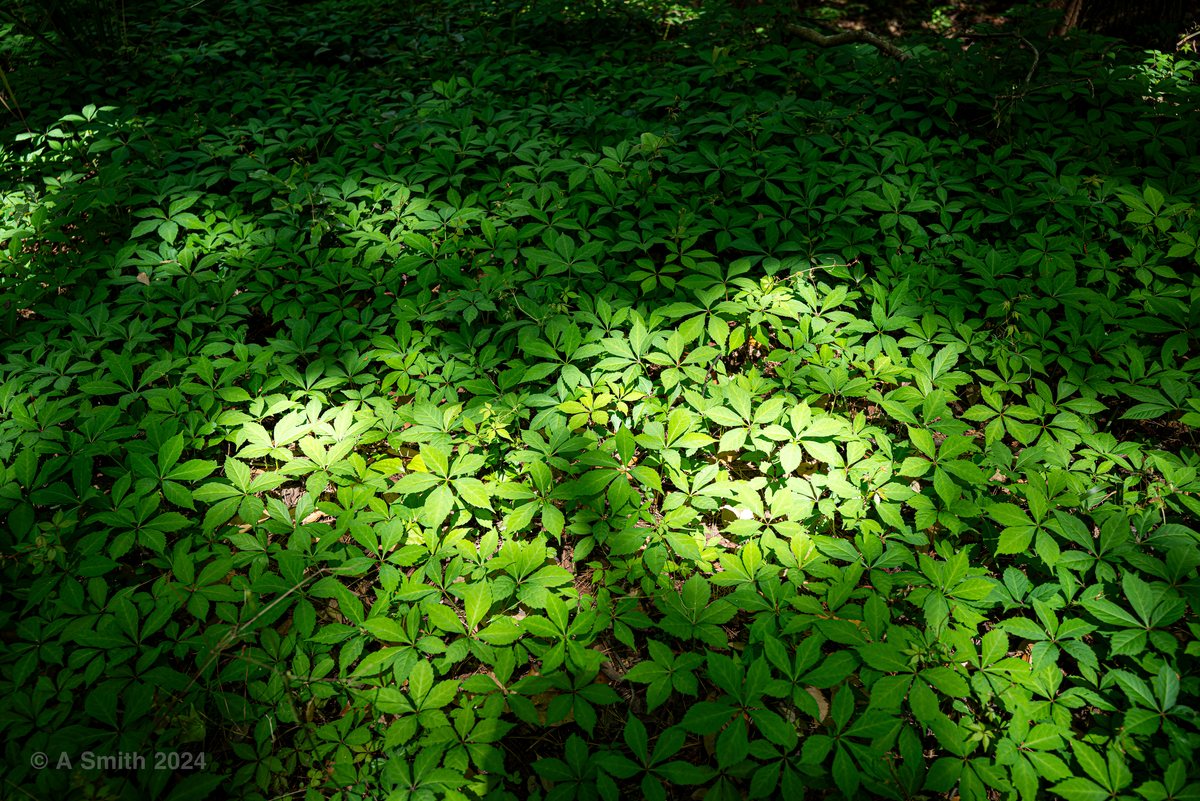 The forest floor. Sunlight dapples the groundcover beside the trail.