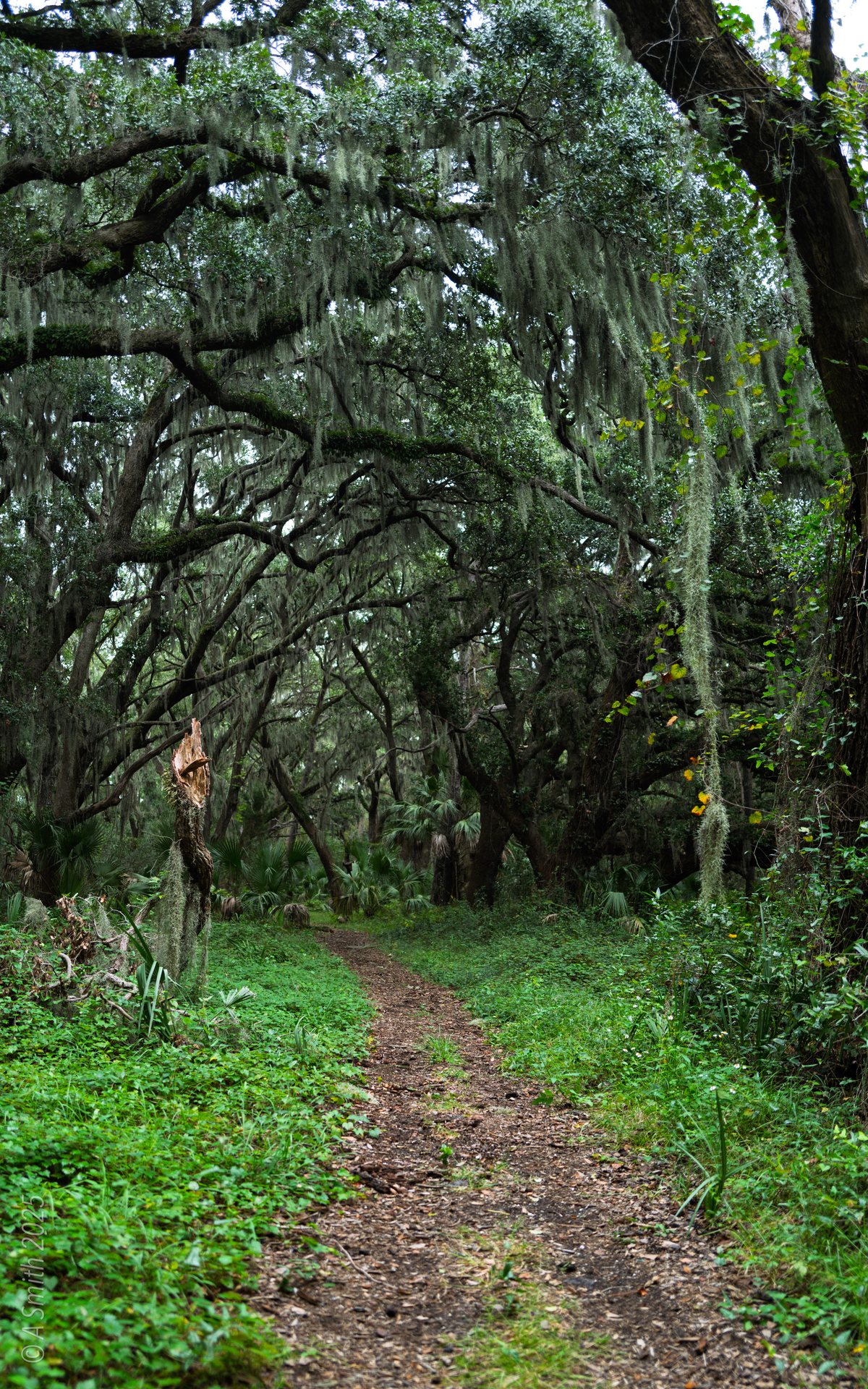 Forest trail. A straight stretch through the hardwoods.