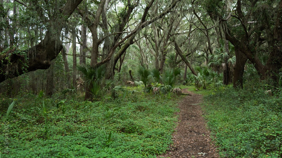 Green tunnel. Summer green fills the trail corridor.