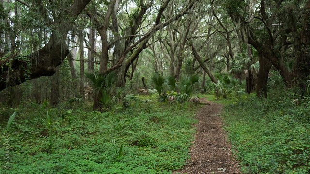 Green tunnel.