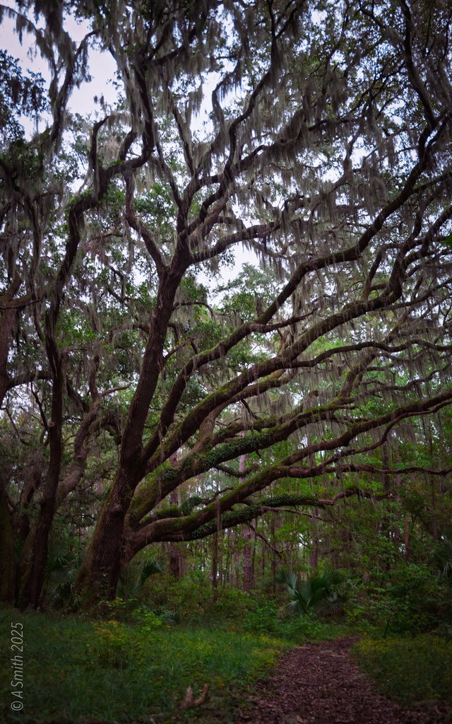 The leaning oak.