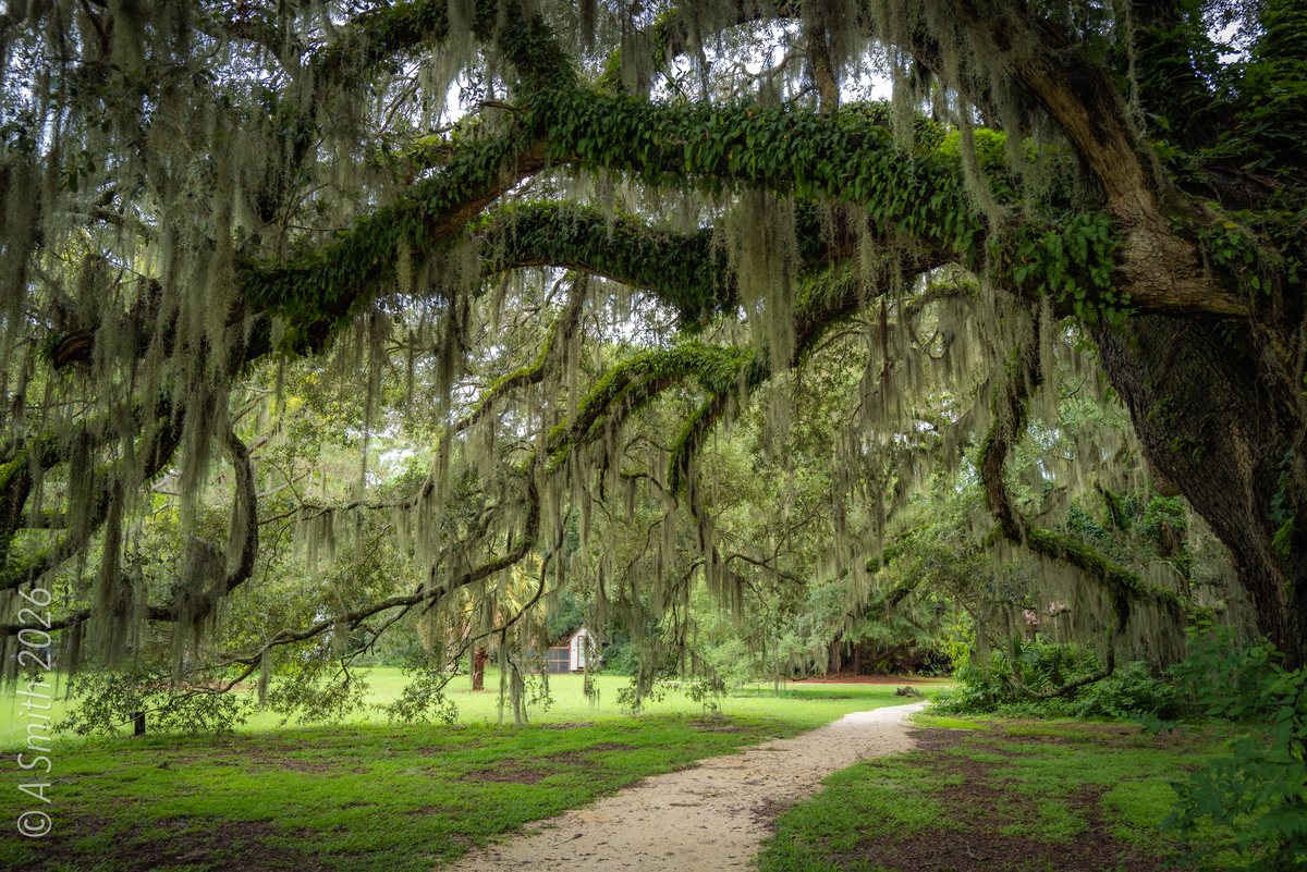 The moss arch. Limbs from both sides meet over the path.