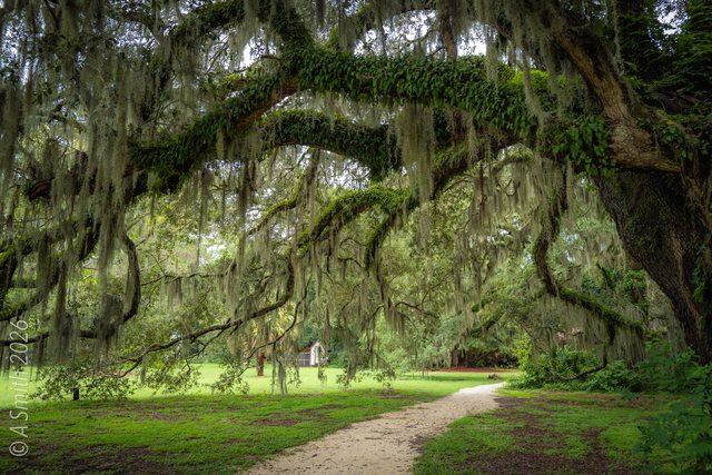 The moss arch.