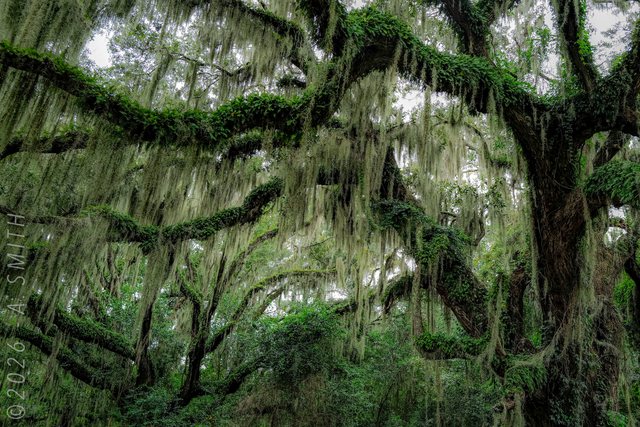 Moss canopy.