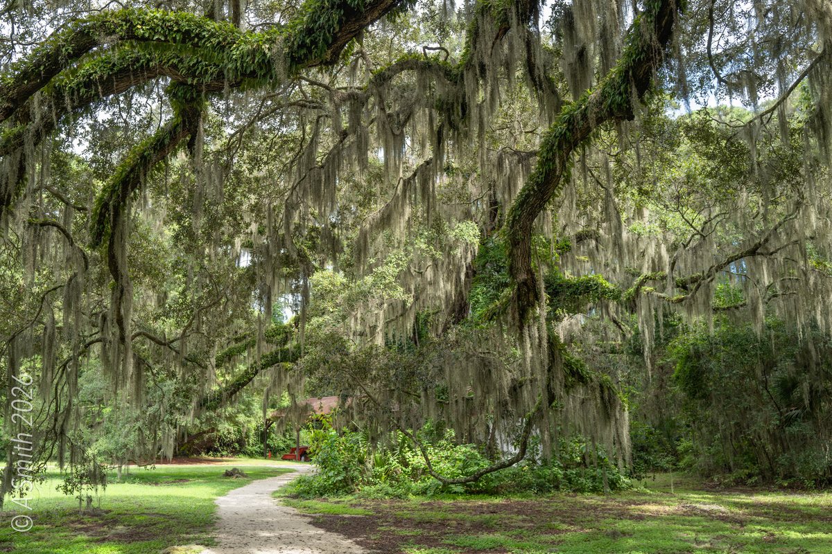 Moss overhead. Spanish moss curtains the trail on this stretch.