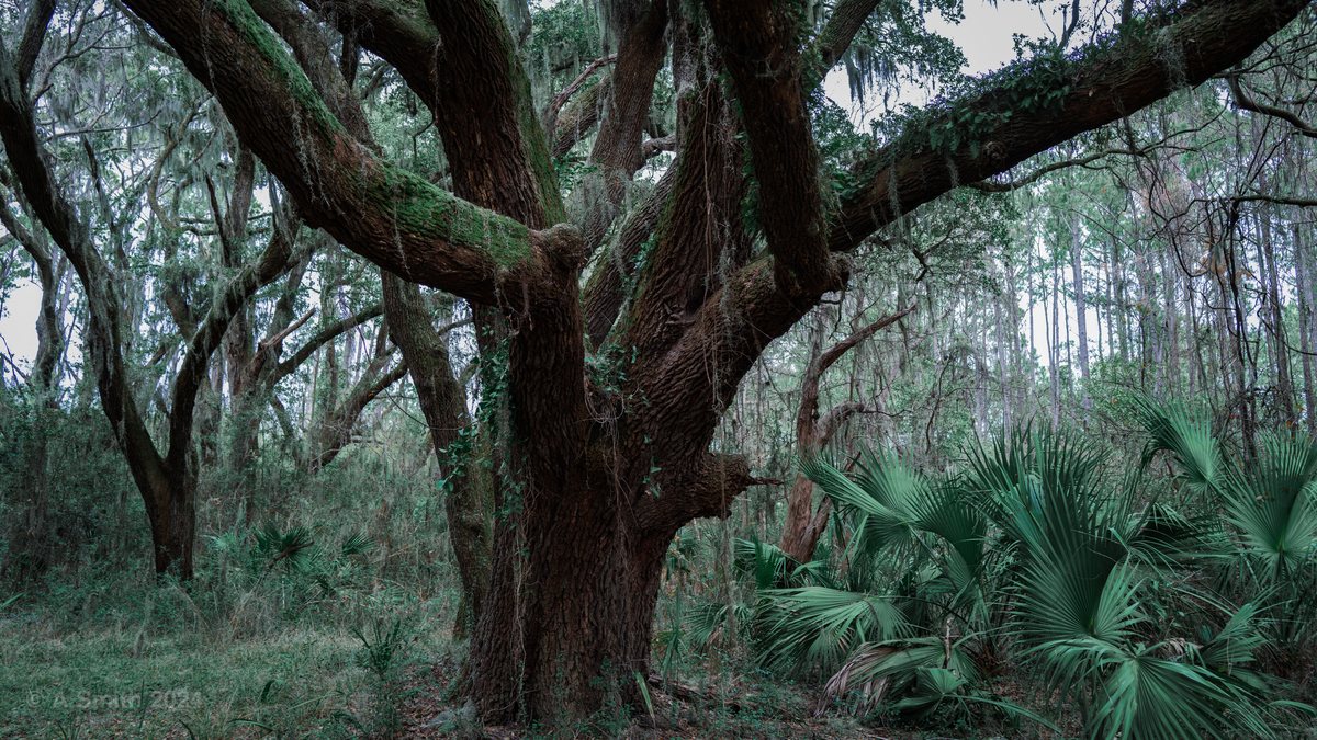 Old oak. One of the trail’s elders, palmettos at its feet.