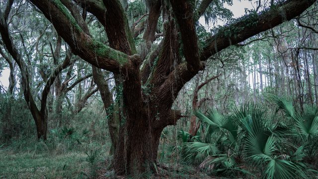 Old oak.