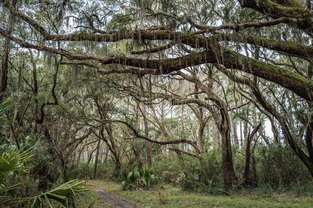 Twisted oaks.