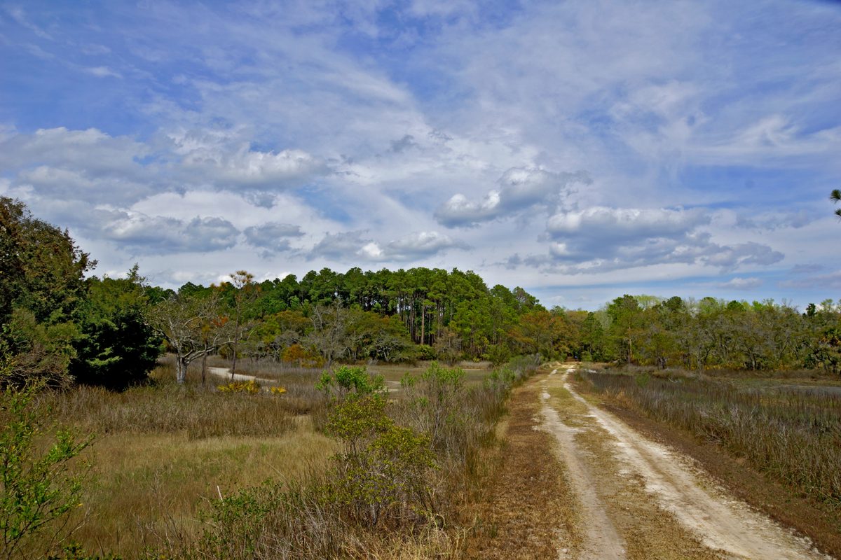 A straight gravel road crossing open fields toward a tree line on Pinckney Island