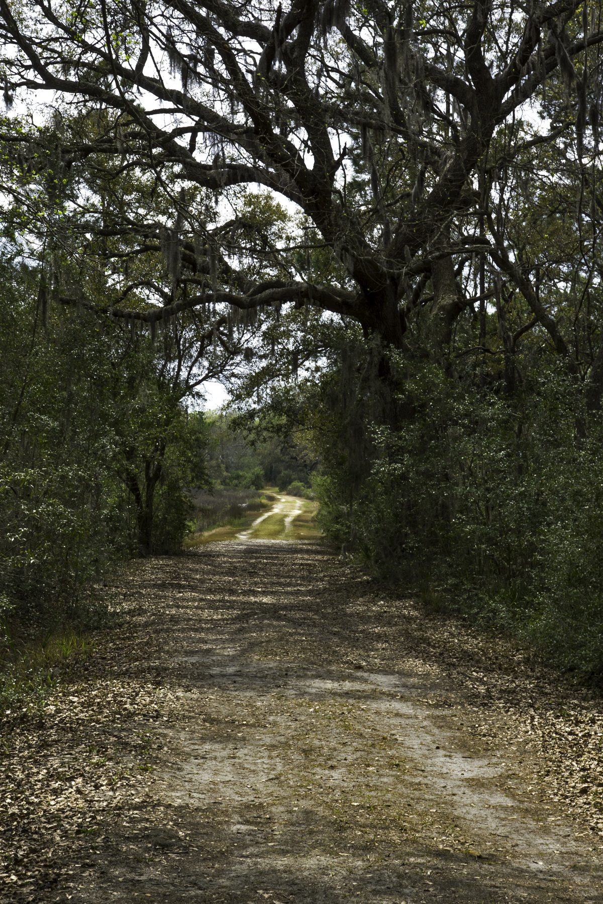 A dirt trail running under a canopy of live oaks draped with Spanish moss on Pinckney Island