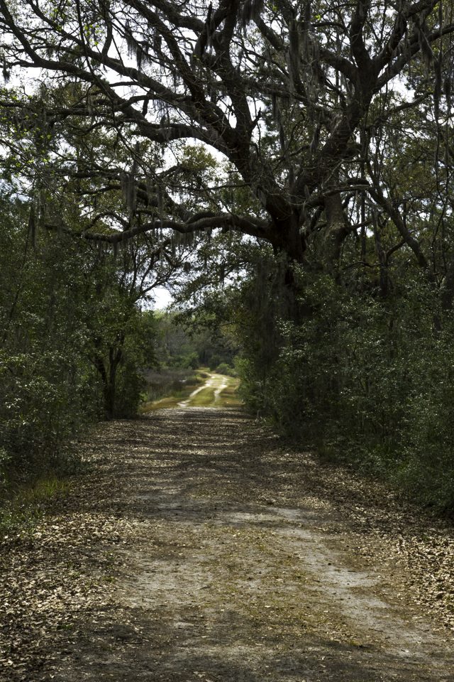 A dirt trail running under live oaks draped with Spanish moss on Pinckney Island