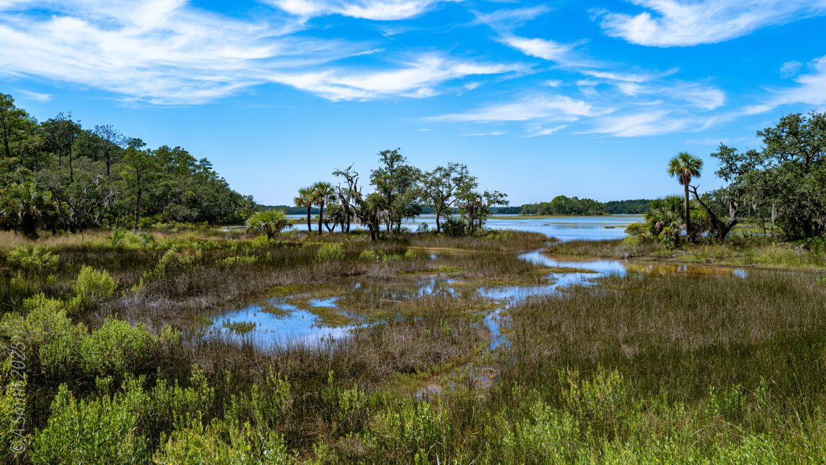 A small creek curving through salt marsh toward a hammock of palms and oaks