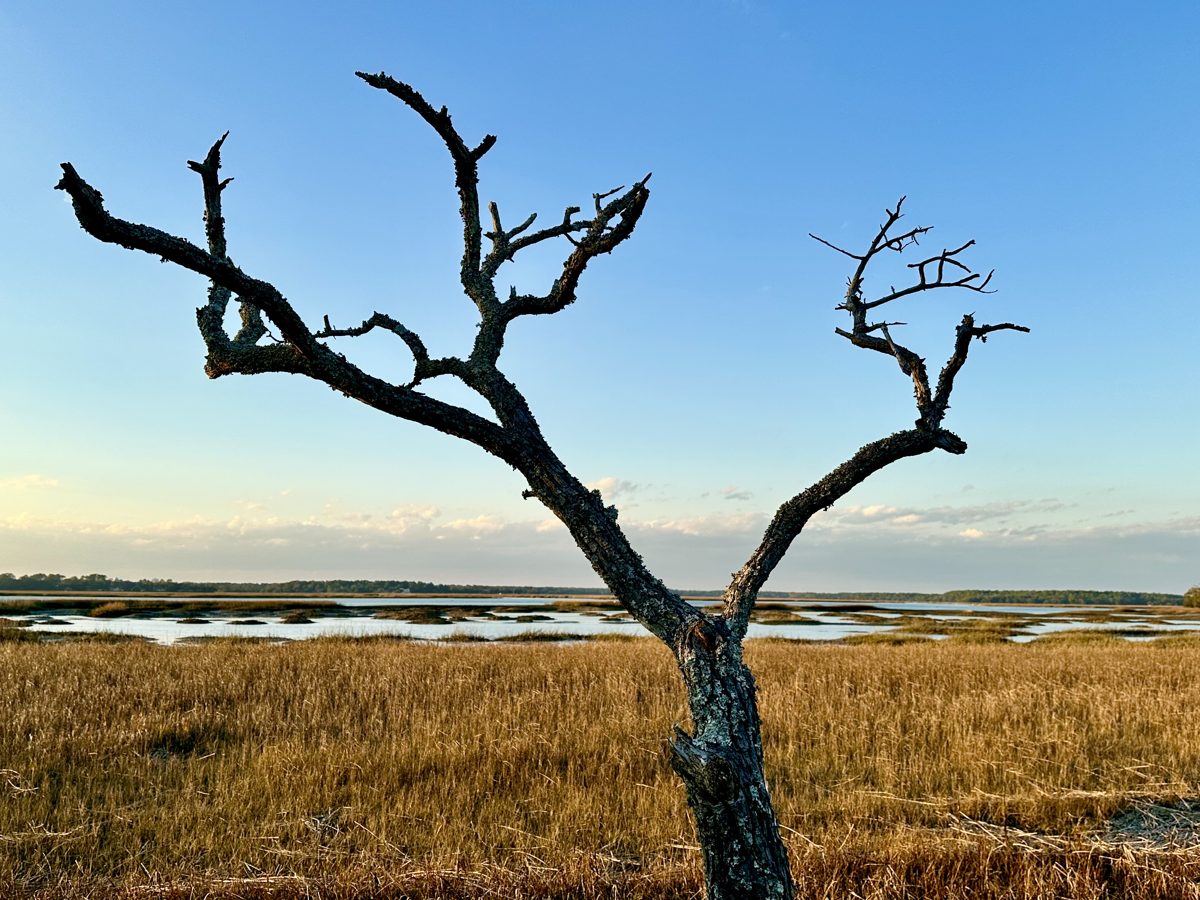 A bare dead oak standing in golden winter marsh grass, tidal water behind it